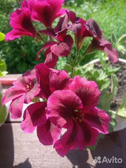Пеларгония королевская(герань)