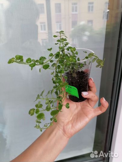 Пилея ампельная 