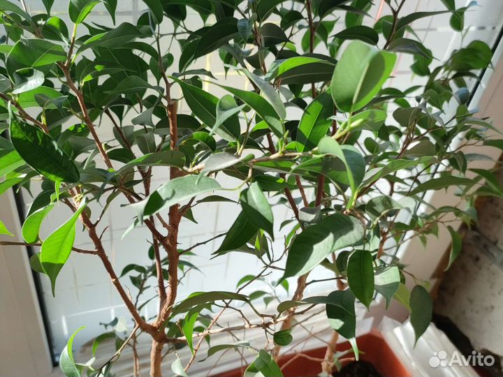 Хлорофитум отростки