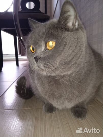 Британец кот