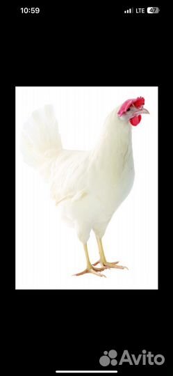 Курочки несушки