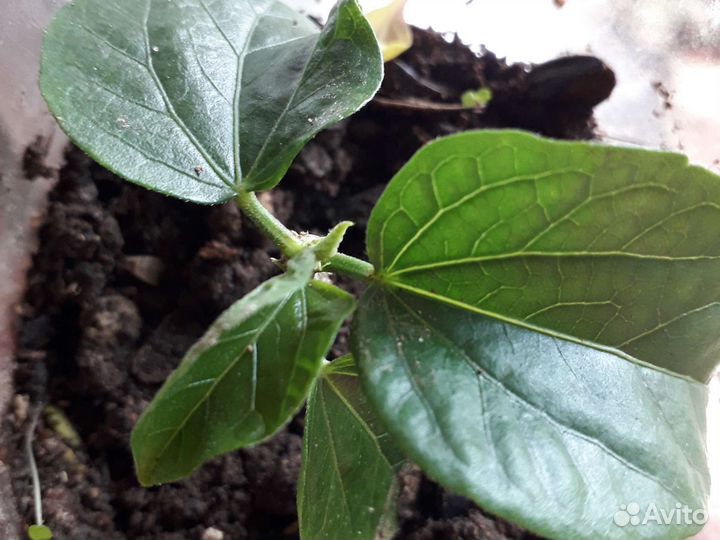 Гибискус,сансевиерия, толстянка,каланхое,фиттония