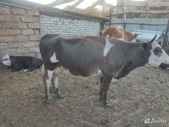 Корова с теленком, подсосная