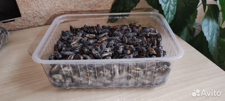 Замороженные кормовые насекомые на развес