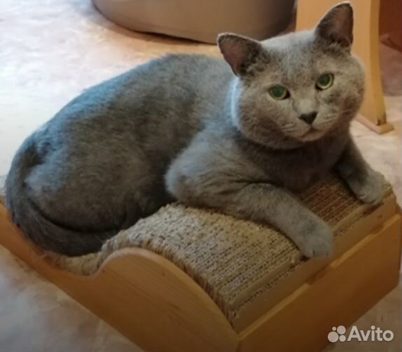 Котик ищет дом