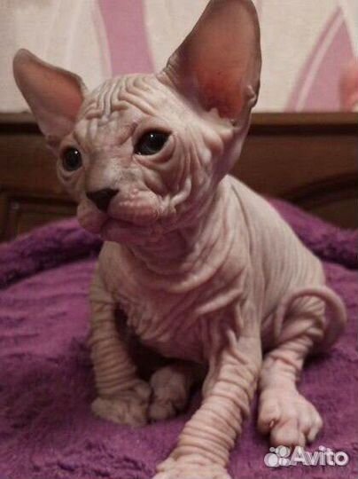 Котята сфинкс