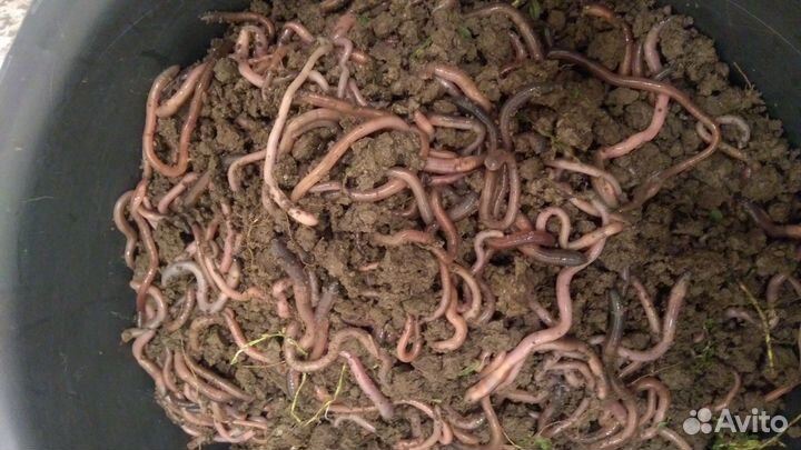 Черви для рыбалки