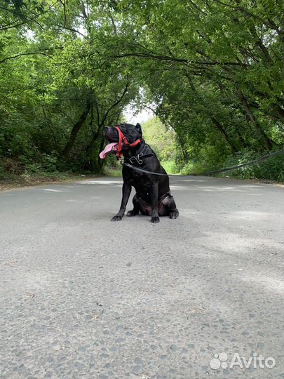 Бандог вязка