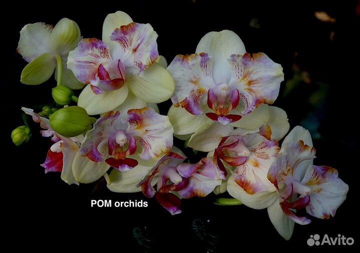 Орхидея фаленопсис