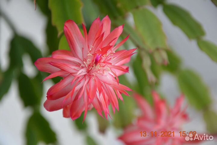 Сортовые декабристы