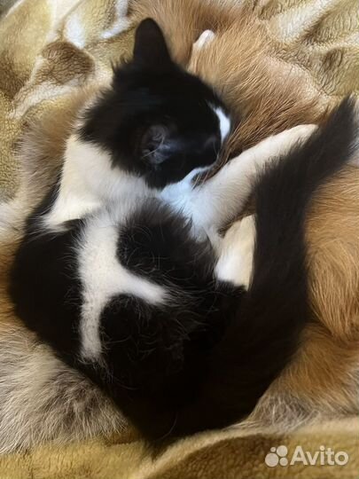 Котенок, девочка