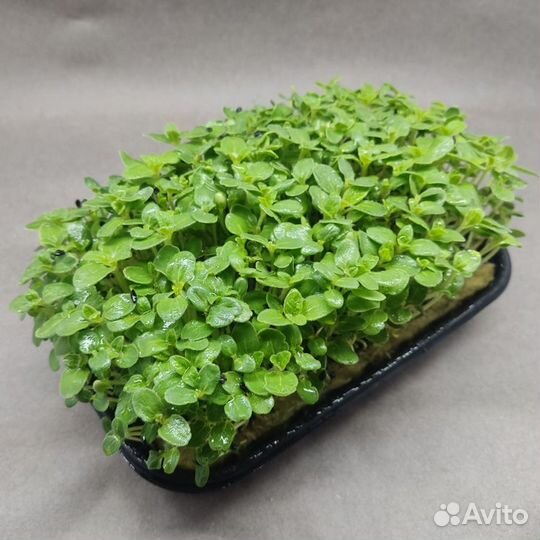 Микрозелень Бораго