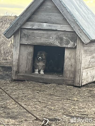 Московская сторожевая