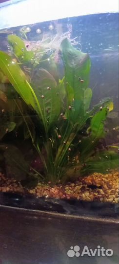 Эхинодорус