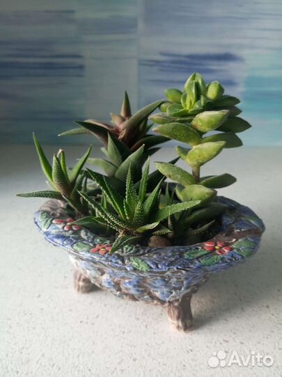 Композиции из суккулентов