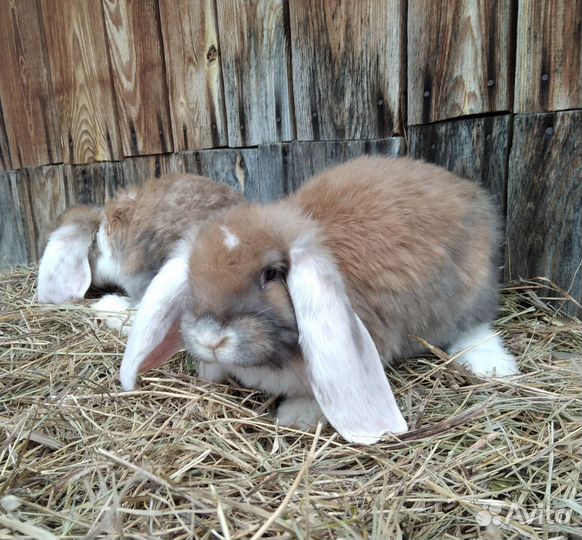Кролики французский баран