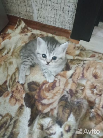 Кошки в добрые руки бесплатно