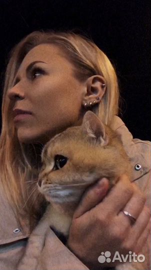 Вязка. Британец