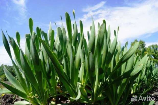 Растения для сада