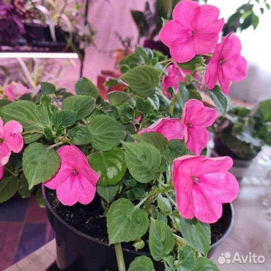 Комнатные цветы