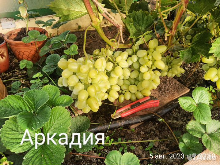 Черенки винограда