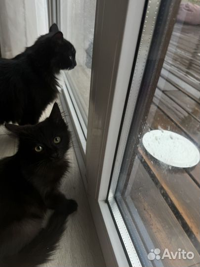 Отдам котенка в добрые руки