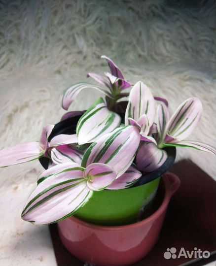 Традисканции разные