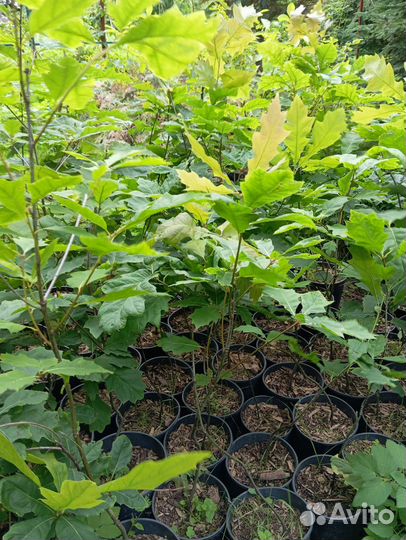 Лимонник, каштан, дуб красный