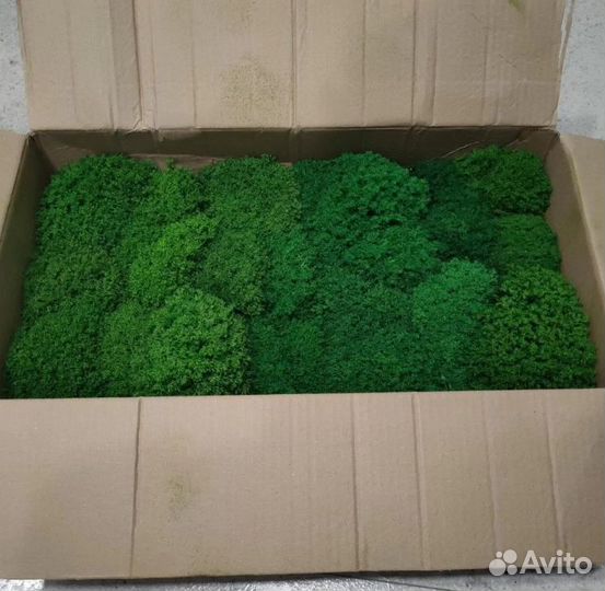 Вечно зеленый мох для интерьерных работ