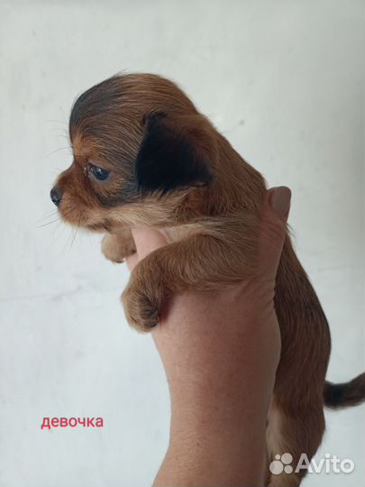 Йоркширский терьер щенки