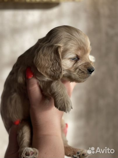 Продам щенят