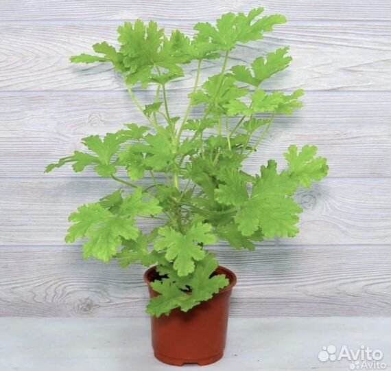 Пеларгония герань душистая лимонная