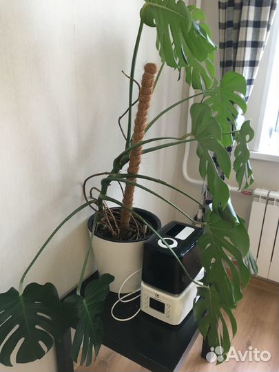 Продам цветы комнатные