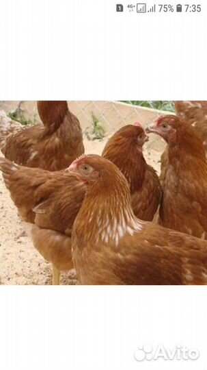 Куры молодки