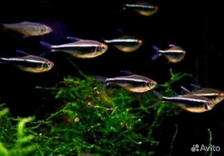 Неон черный аквариумные рыбки в ассортименте