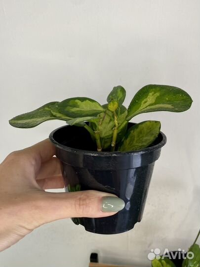 Хойя триколор Лиза