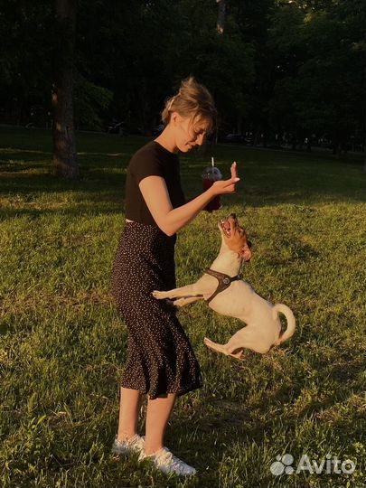 Услуги кинолога