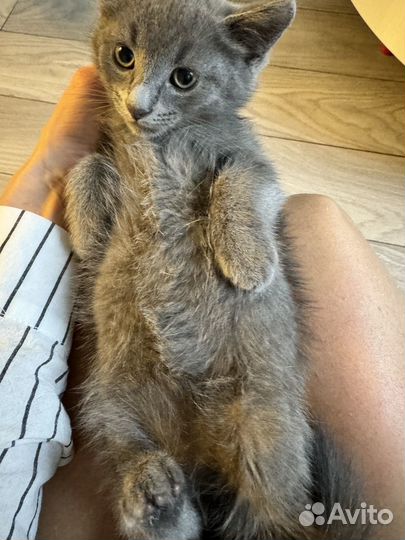 Котенок мальчик