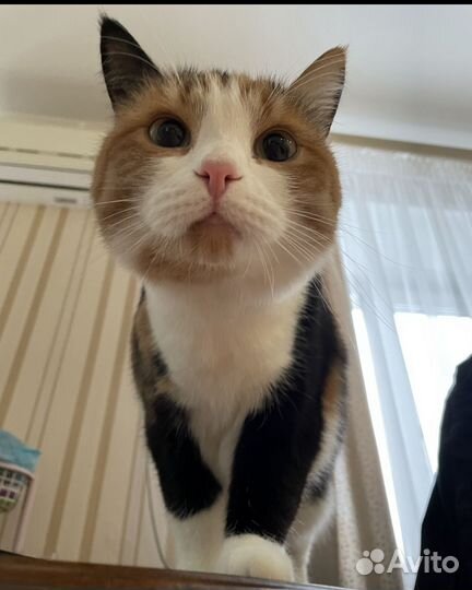 Домашние кошки