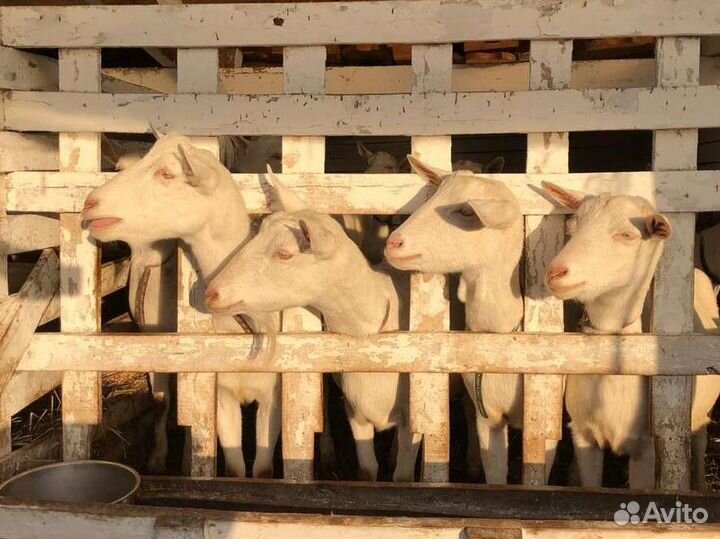 Козочки зааненской породы.Не Дойные