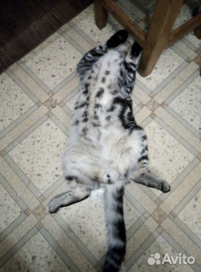 Кот на вязку