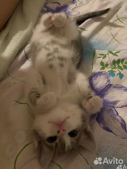 Кошки в добрые руки бесплатно