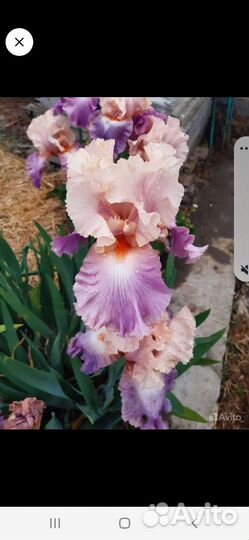 Ирисы бородатые (сортовой)
