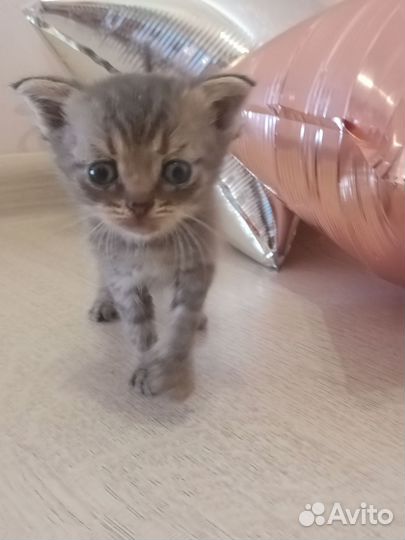 Котята в добрые руки бесплатно