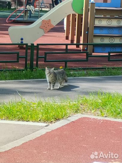 Кошечка на передержку бесплатно