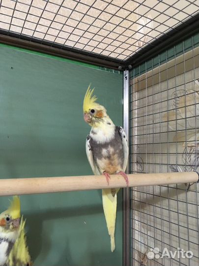 Птенцы Кареллы