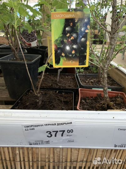 Крупная черная и красная смородина саженцы