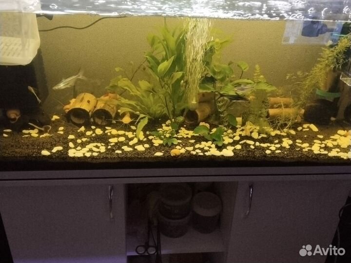 Действующий аквариум