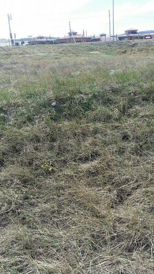 Участок 41 сот. (ИЖС)