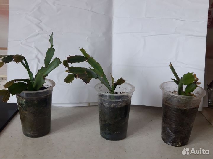 Декабрист шлюмбергера